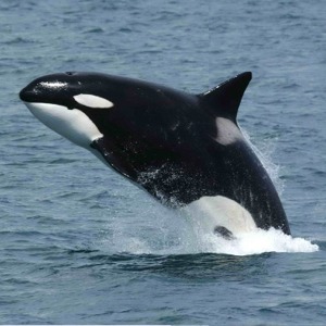 Killer whale (Orcinus orca) breaching